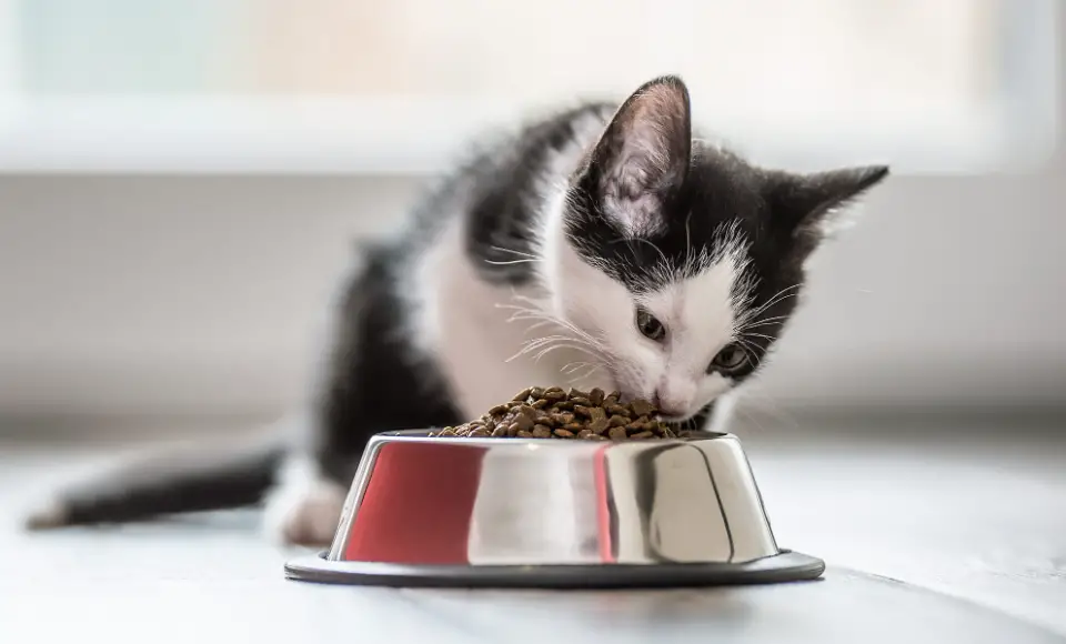 Best Cat Food For Kitty and For You