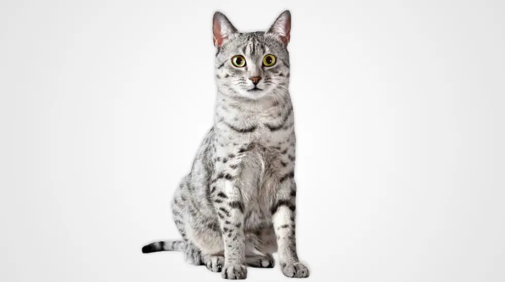 Are Egyptian Mau cats hypoallergenic