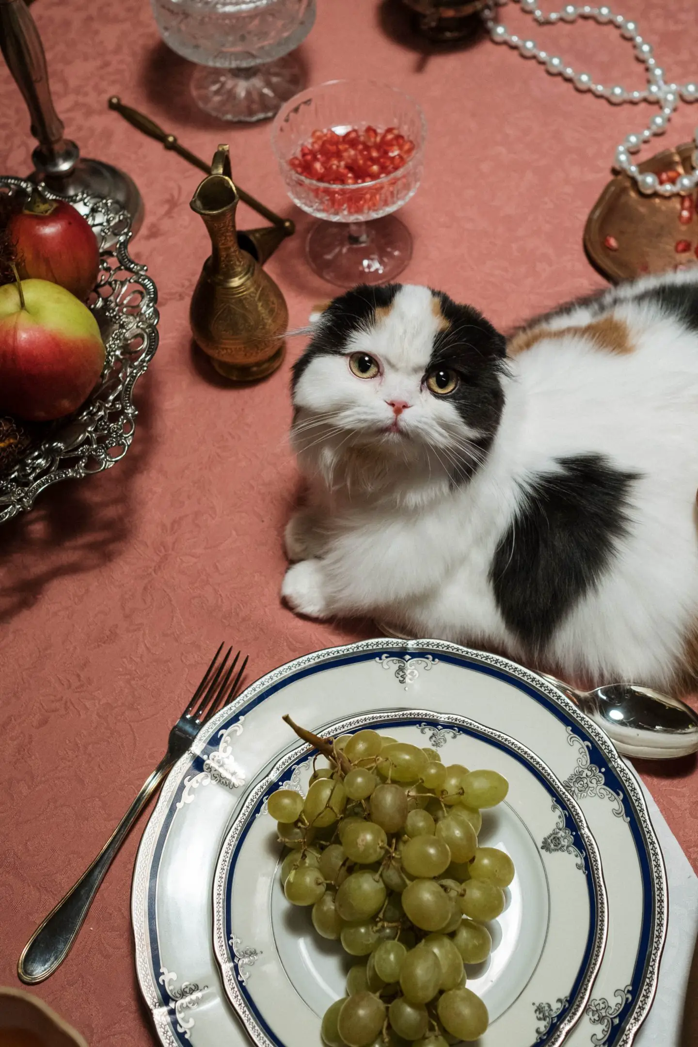 18 Human Foods you Should Avoid Giving Your Cat