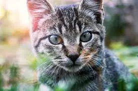 Are Tabby Cats Hypoallergenic?