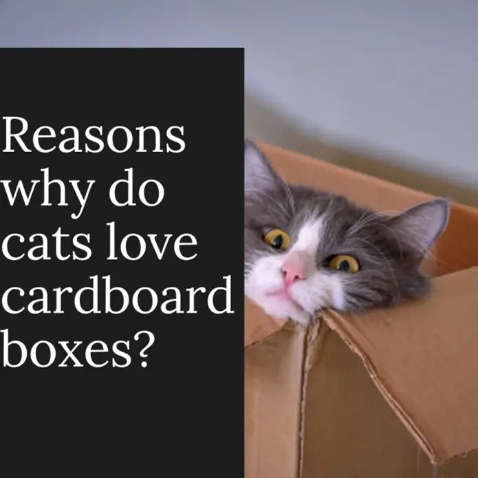 Reasons Why Do Cats Love Cardboard Boxes?