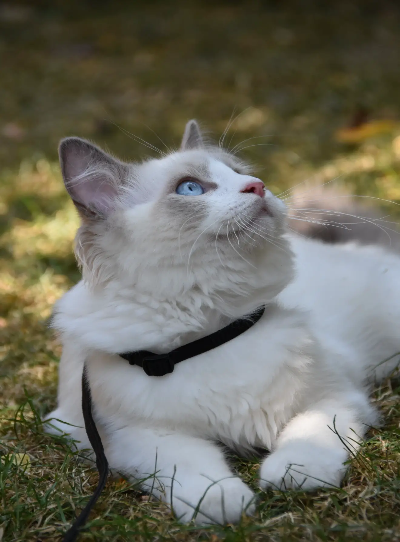 All You Need To Know About How Tight Should Cat Collar Be?
