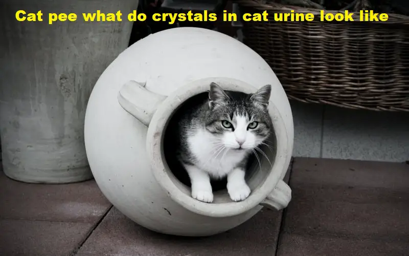 Cat pee what do crystals in cat urine look like