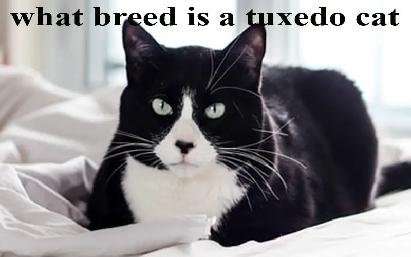 What breed is a tuxedo cat