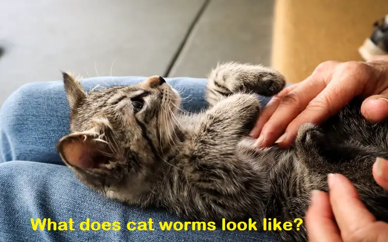 What does cat worms look like