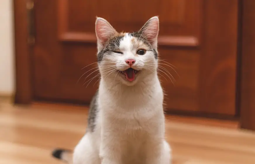 What does it mean when a cat winks at you