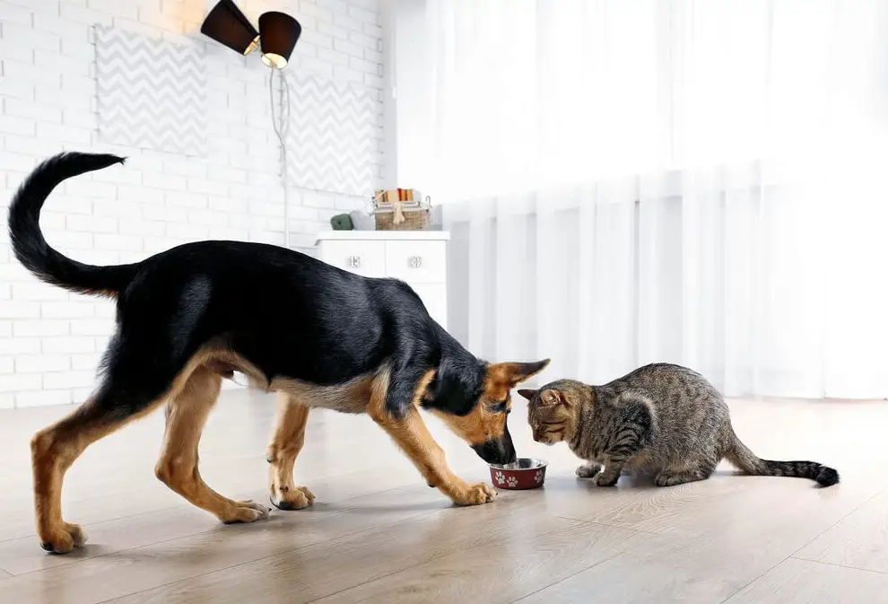 What happens if a dog eats cat food