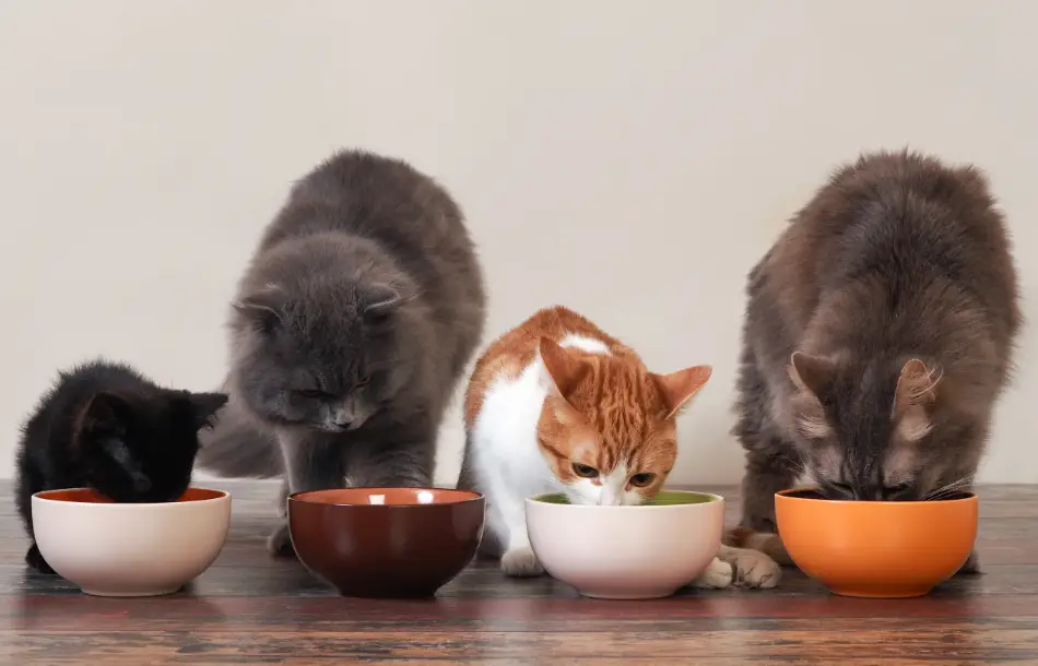 What is the best cat food for indoor cats