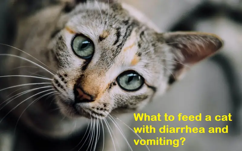 What to feed a cat with diarrhea and vomiting