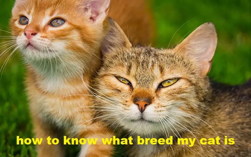 how to know what breed my cat is