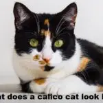 what does a calico cat look like