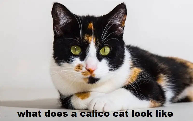 what does a calico cat look like