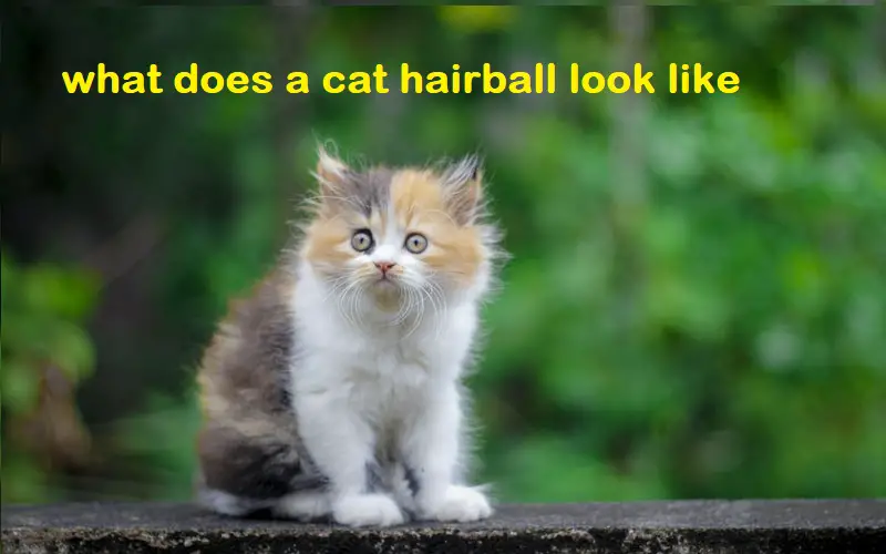 what does a cat hairball look like