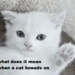 what does it mean when a cat kneads on you