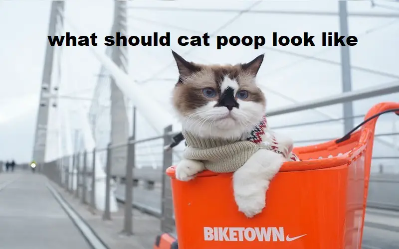 what should cat poop look like