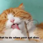 what to do when your cat dies