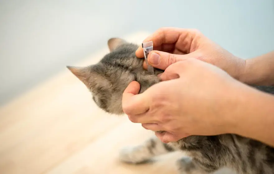 How to prevent cat fleas