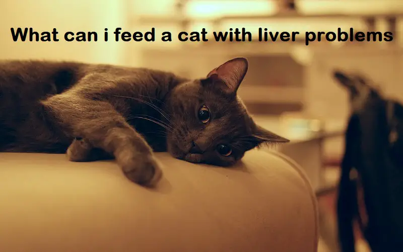 What can i feed a cat with liver problems