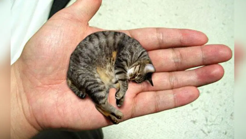 What is the smallest cat breed