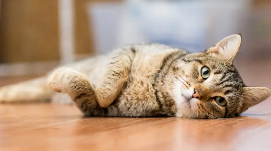 What to do if your cat is constipated