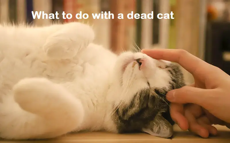 What to do with a dead cat