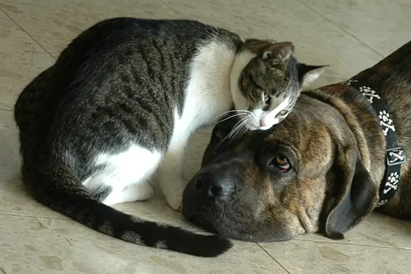 Are Cane Corsos Good With Cats