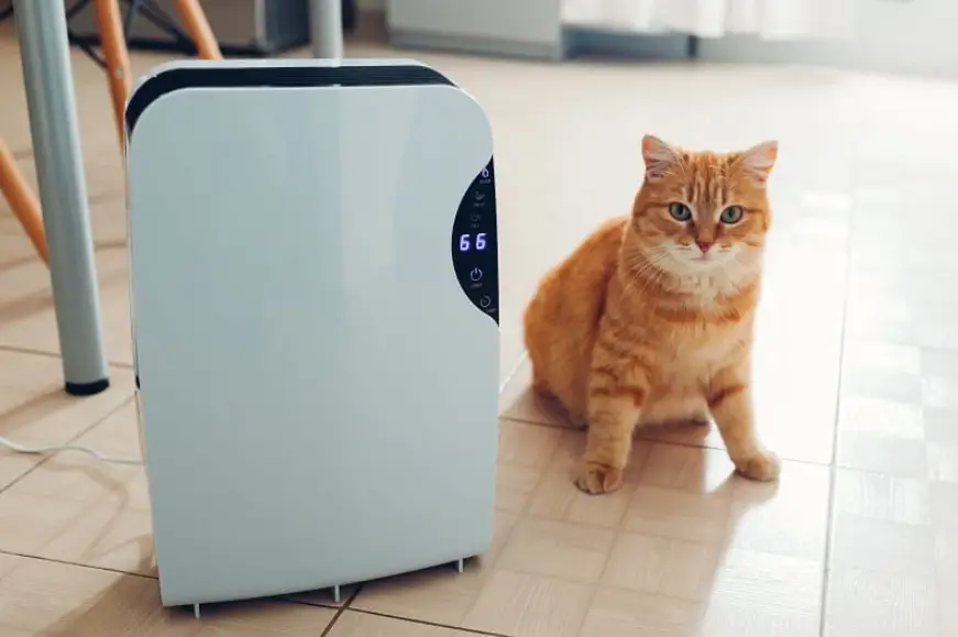 Are Humidifiers Safe for Cats