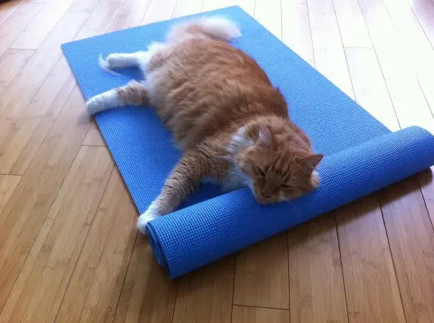 Can a Cat Do Yoga