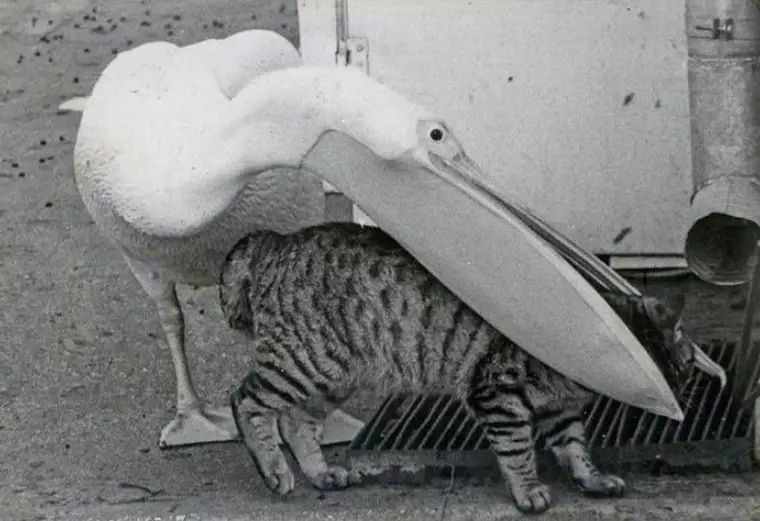 Can a Pelican Eat a Cat