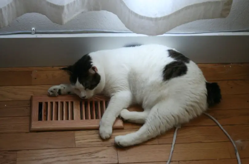 Do Cats Like Heaters