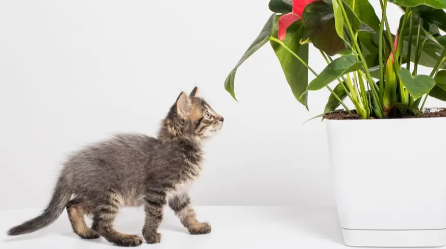 Is Anthurium Toxic to Cats