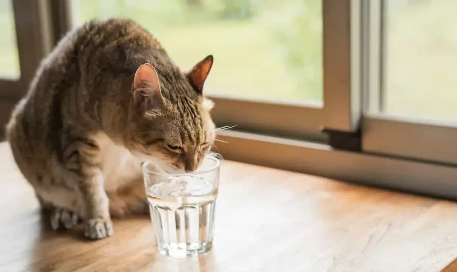 Is Vinegar Bad for Cats