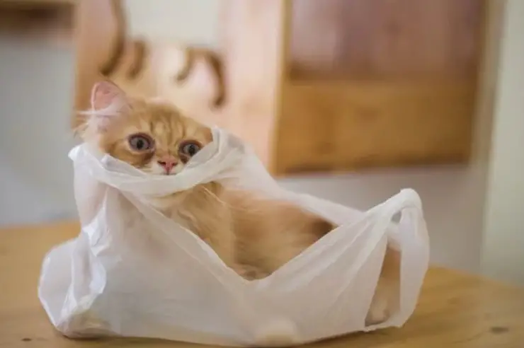 Why Do Cats Lick Plastic Bags