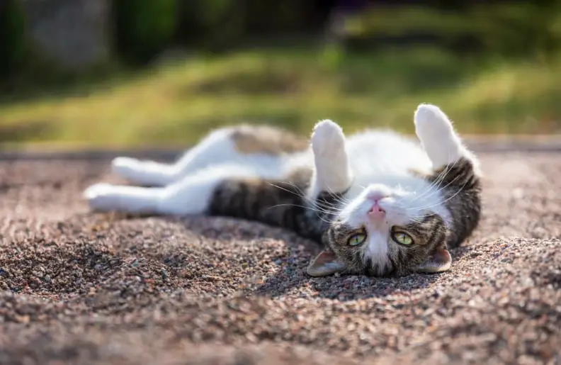 Why Do Cats Roll in Dirt?