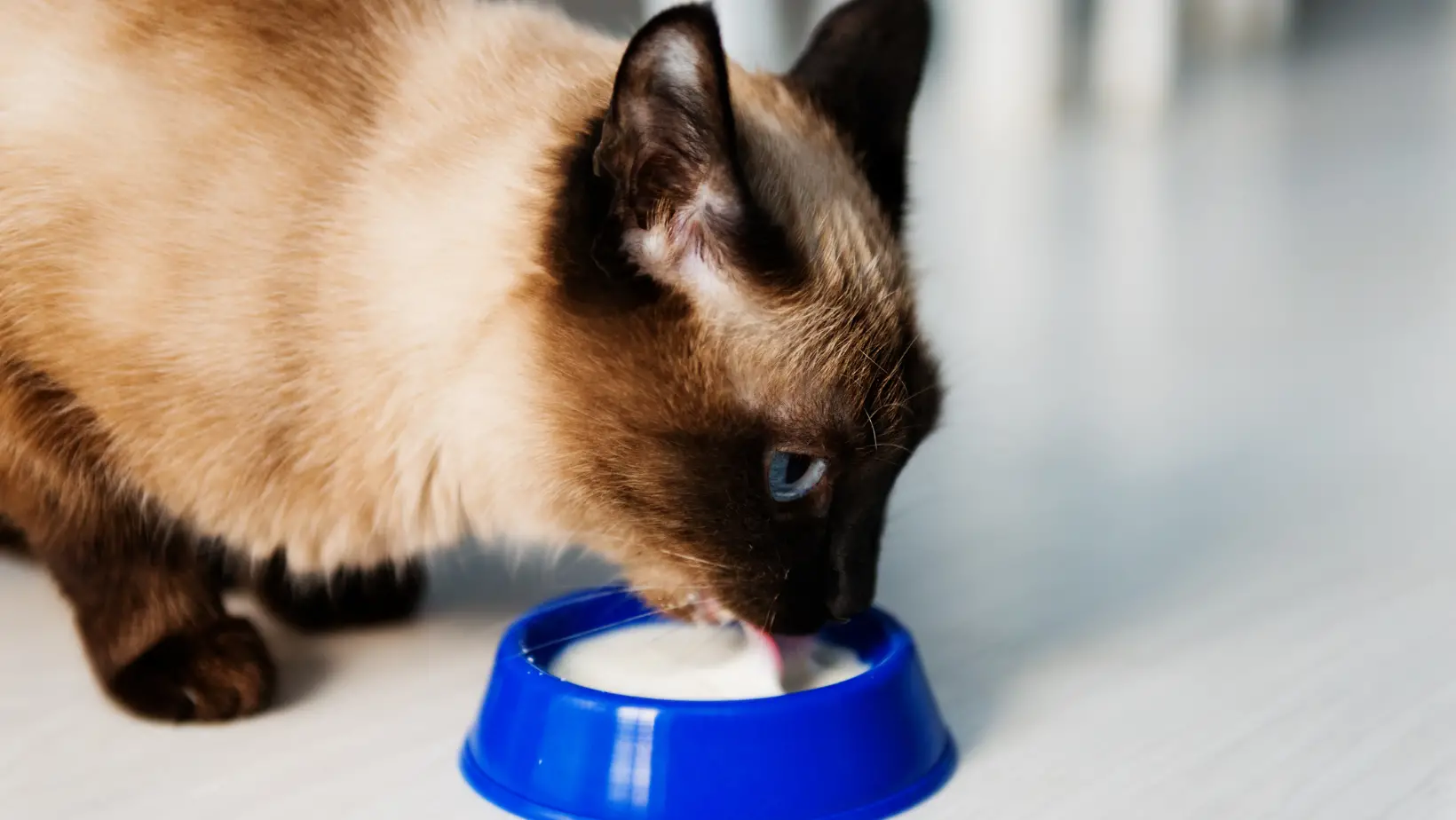 Why is Milk Bad for Cats?