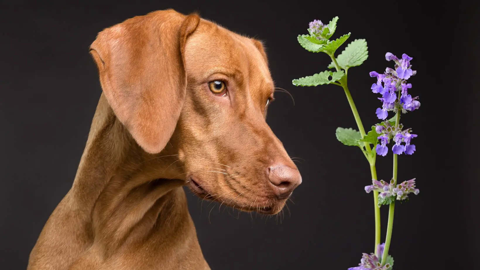 Does Cat Nip Affect Dogs?