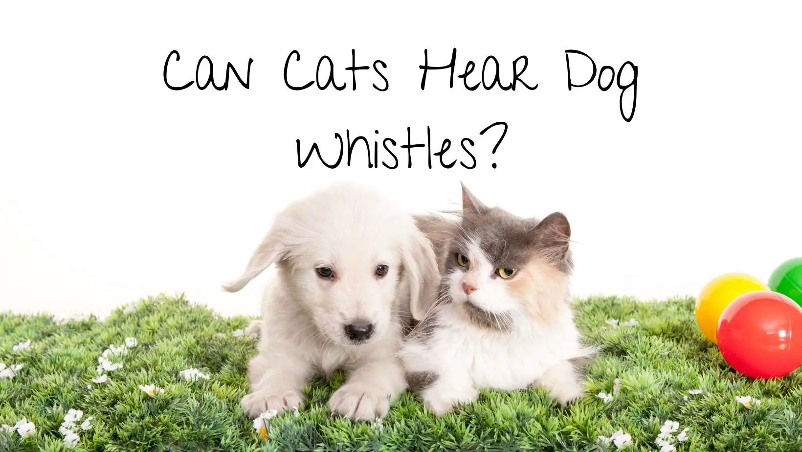 Can Cats Hear Dog Whistles?