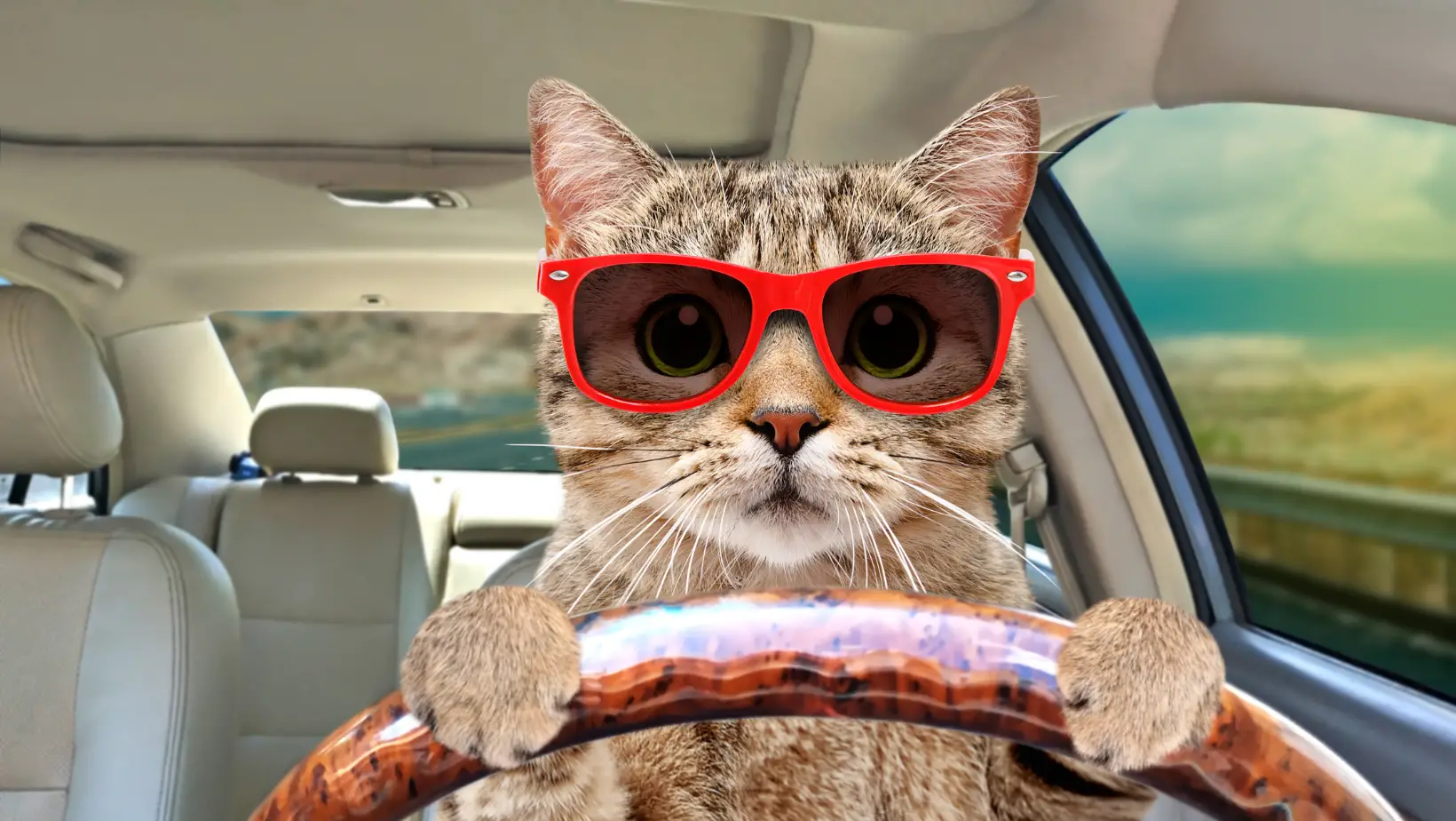How Long Can a Cat Travel in a Car?