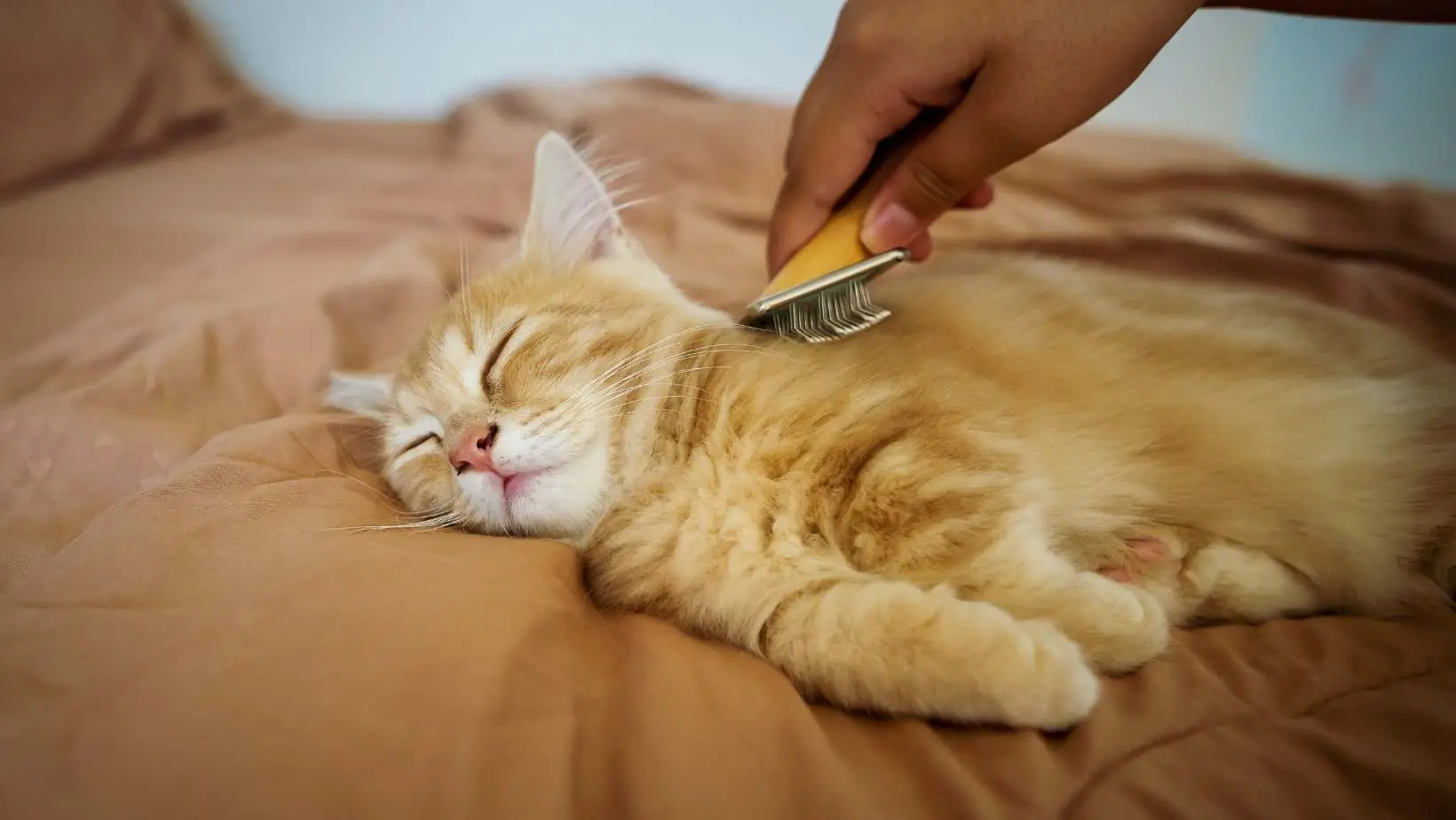 How to Sedate Cat for Grooming?