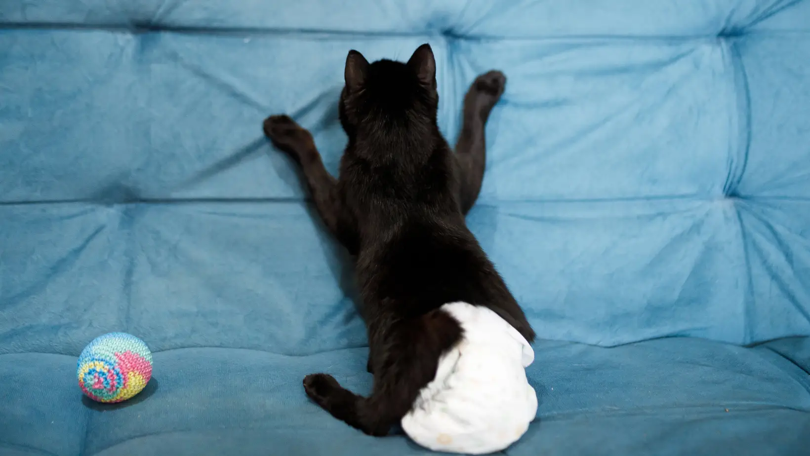 Can Cats Wear Diapers?