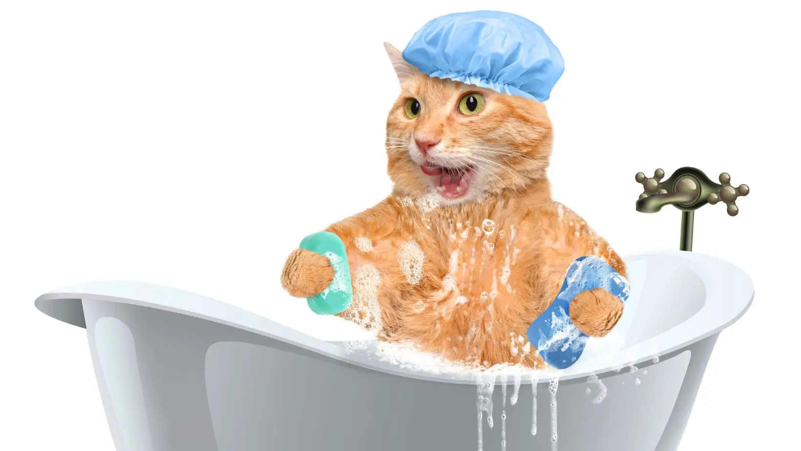 How to Wash a Cat?