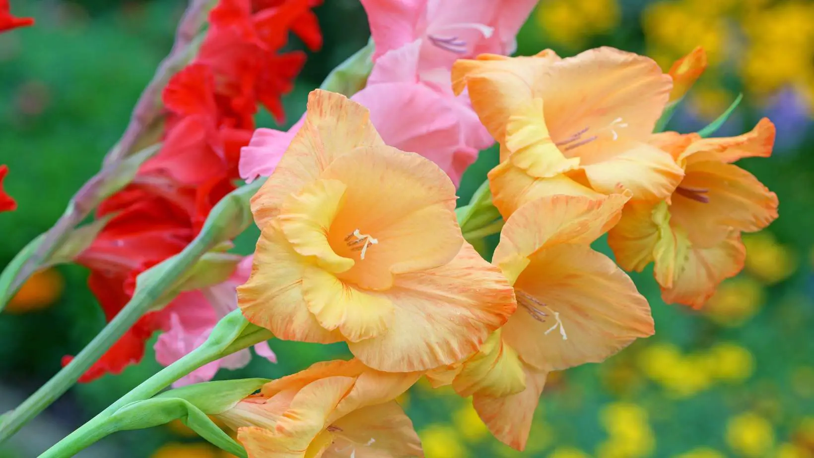 Are Gladiolus Poisonous to Cats?