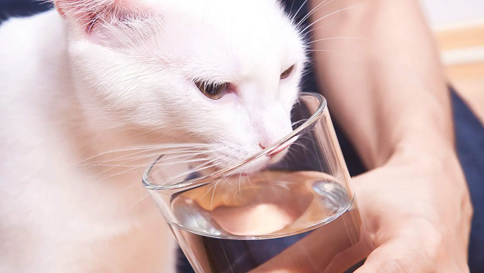 How to Force a Cat to Drink Water?