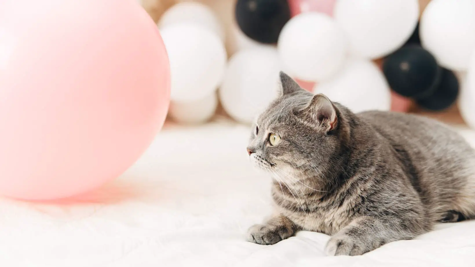 Why Are Cats Afraid of Balloons?