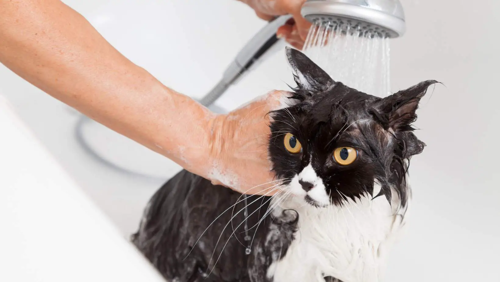 How to Give a Cat a Flea Bath?
