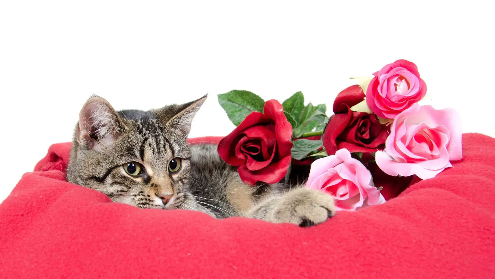 Why Are Cats Attracted to Roses?