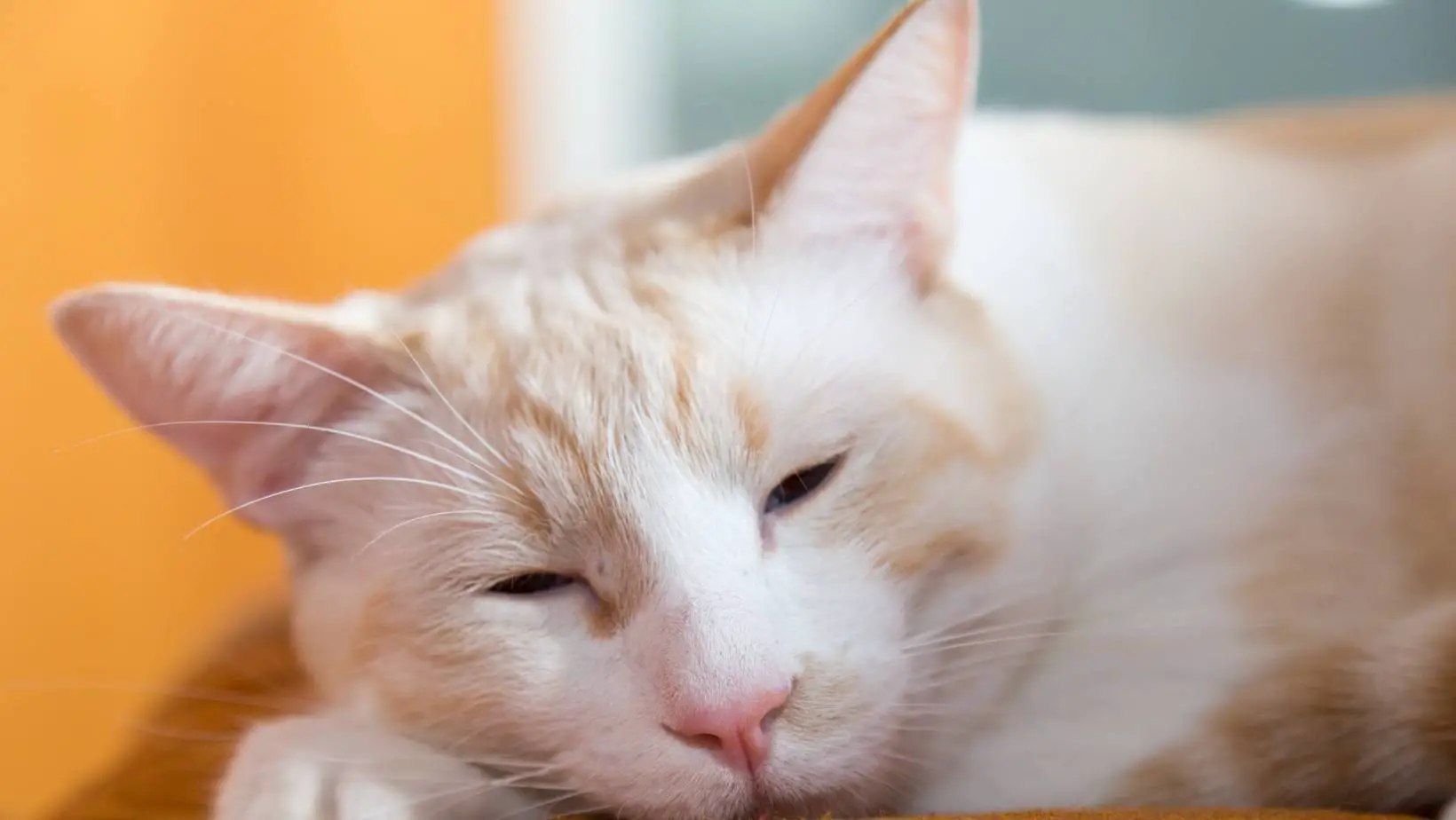 Why Do Cats Slow Blink?