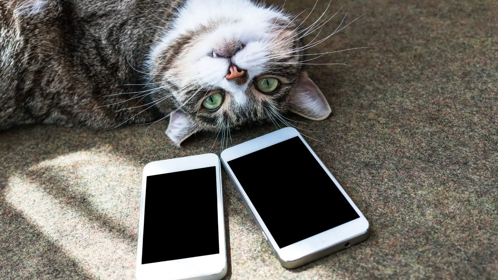 Why Does My Cat Bite My Phone?