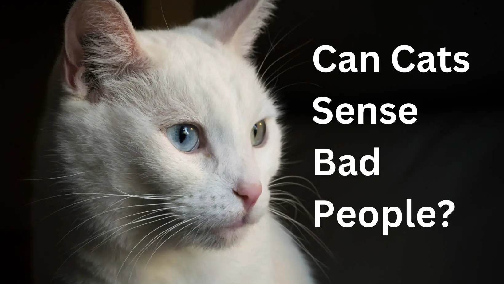 Can Cats Sense Bad People?