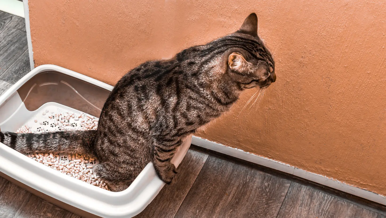 Does Cat Pee Smell Go Away?